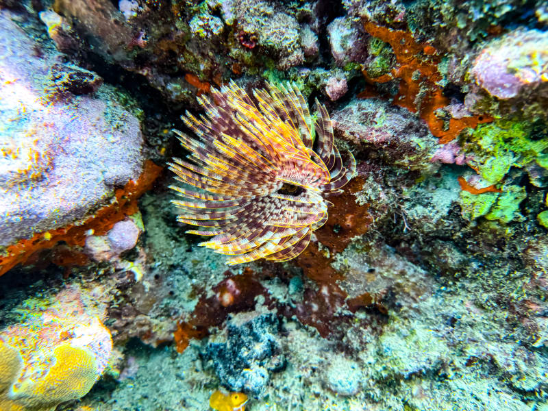 Snorkelling on the left side at Anse Chastanet