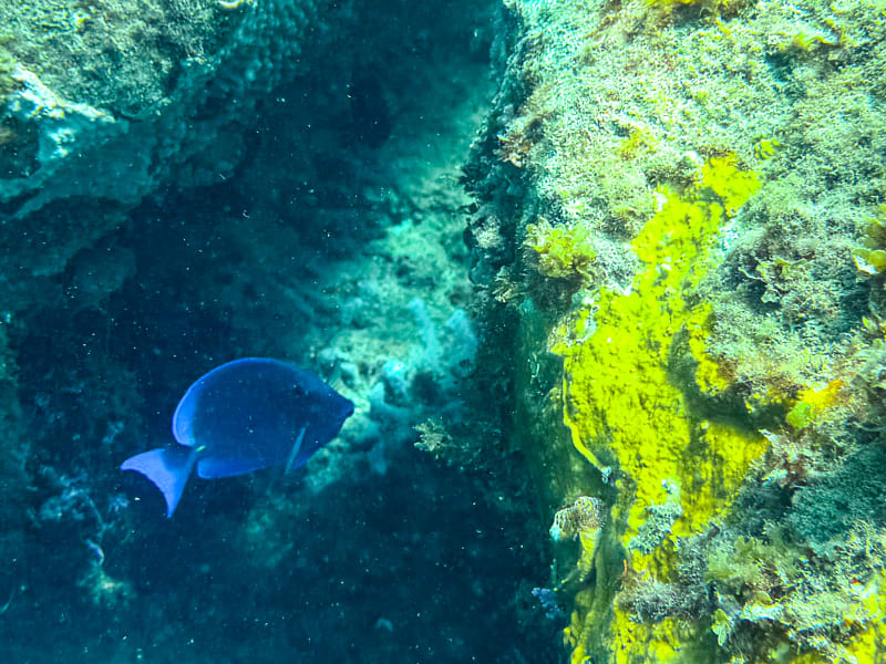 Schools of fish at Saline Point