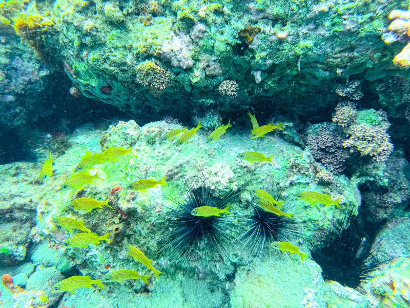Snorkelling at Smuggler's Cove