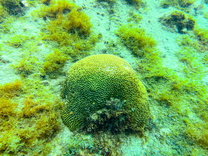 Snorkelling at Smuggler's Cove