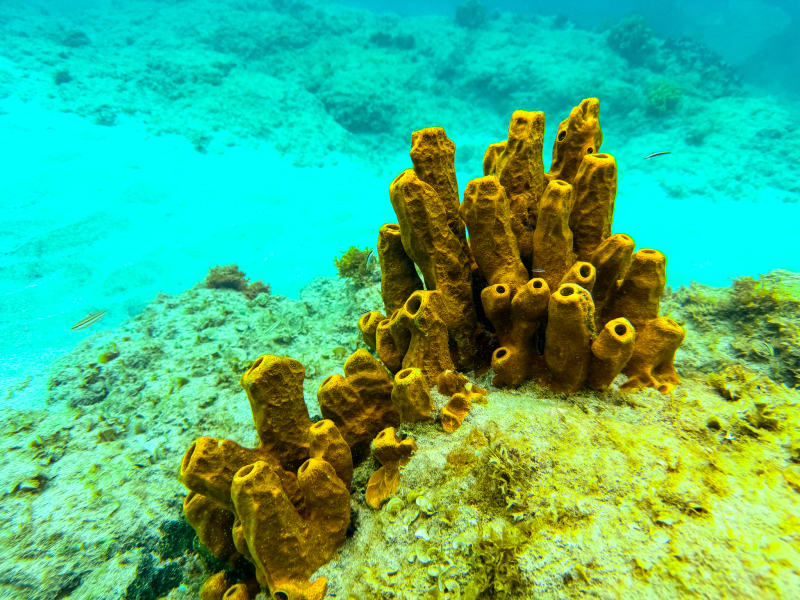 Snorkelling at Smuggler's Cove