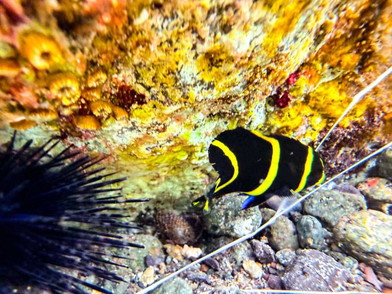 Fish in the roped snorkelling area at Sugar Beach