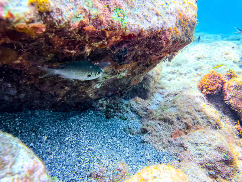 Snorkelling at Sugar Beach