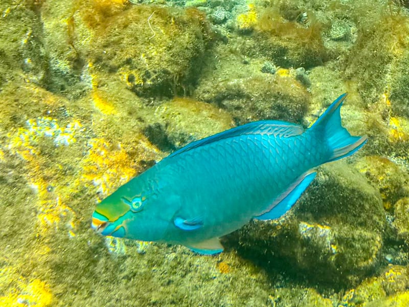 Snorkelling at Sugar Beach