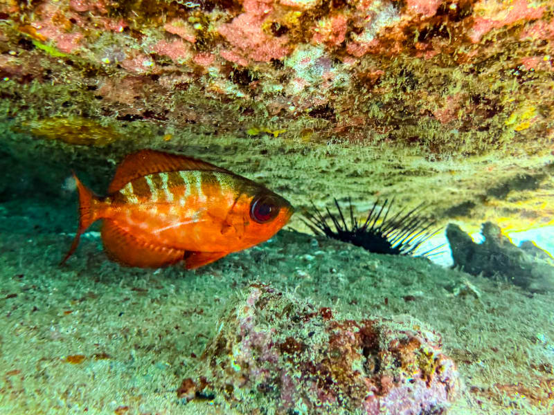 Snorkelling at Sugar Beach