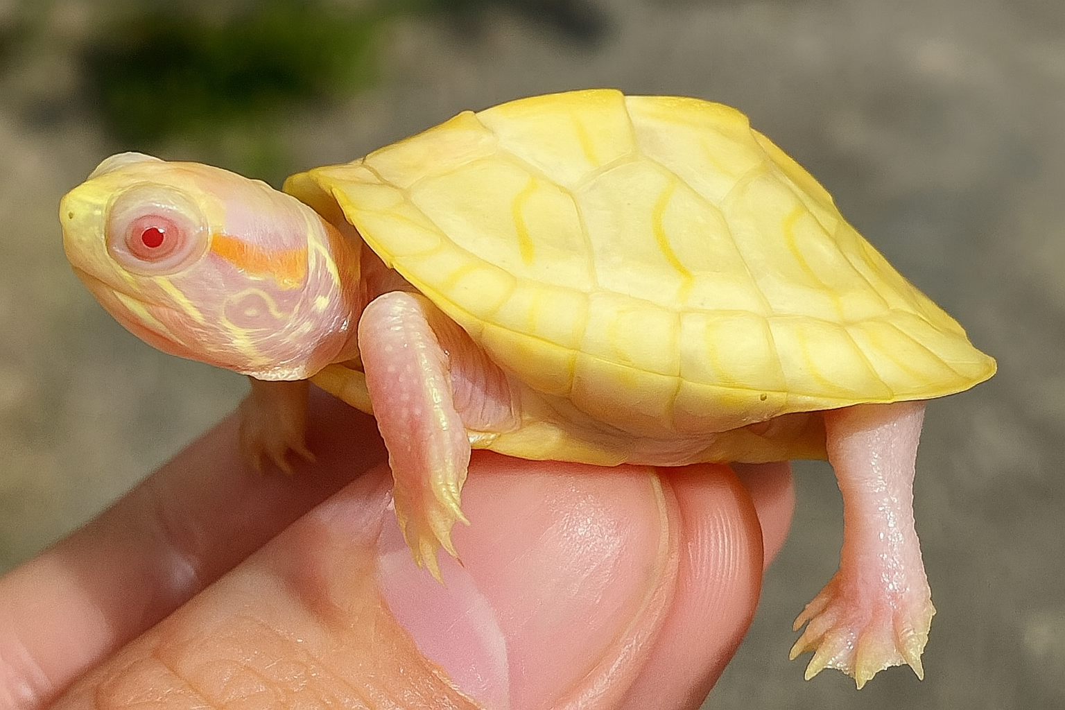 Turtles in Chicago, Illinois, photo 2