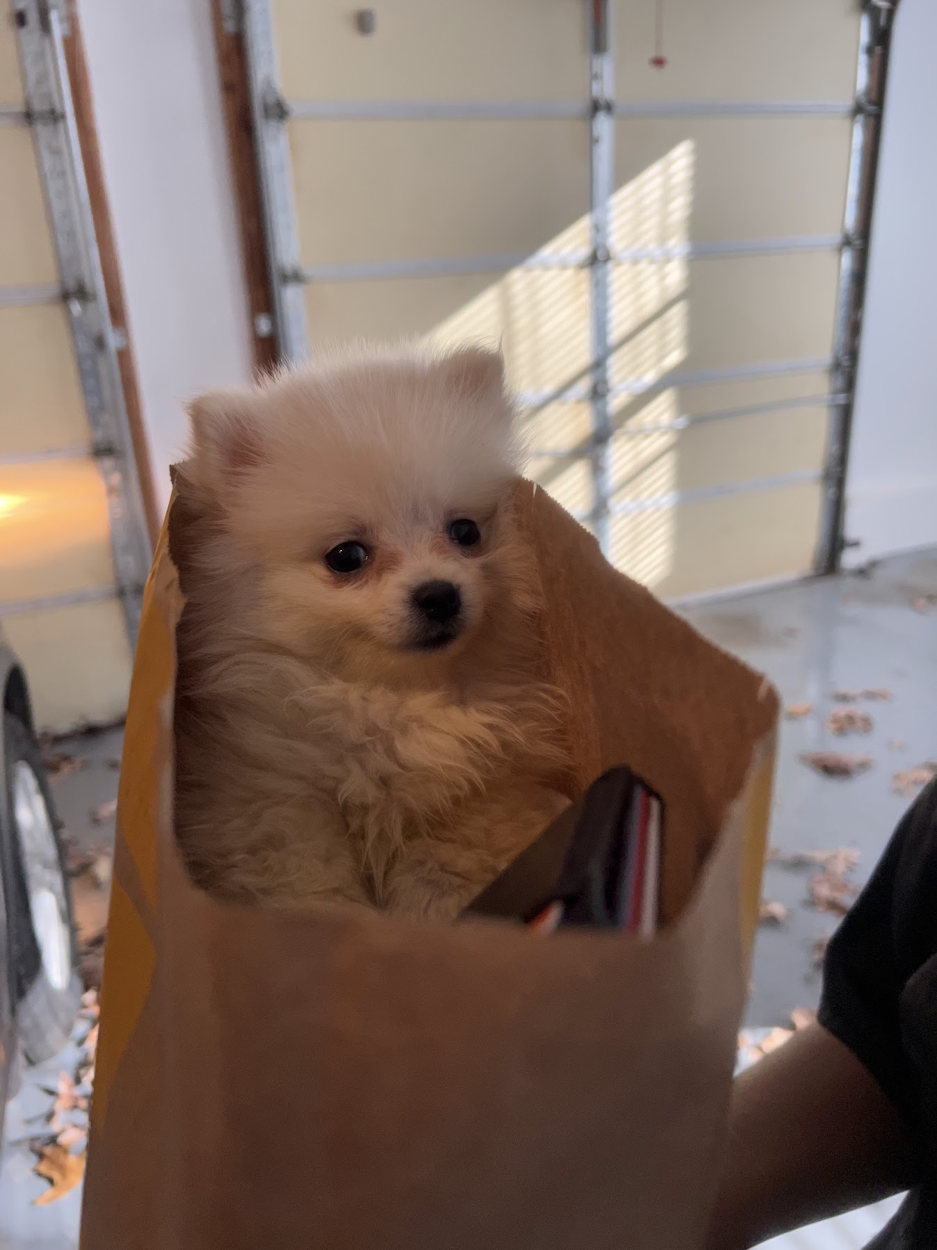Female Pomeranian in Atlantic City, New Jersey