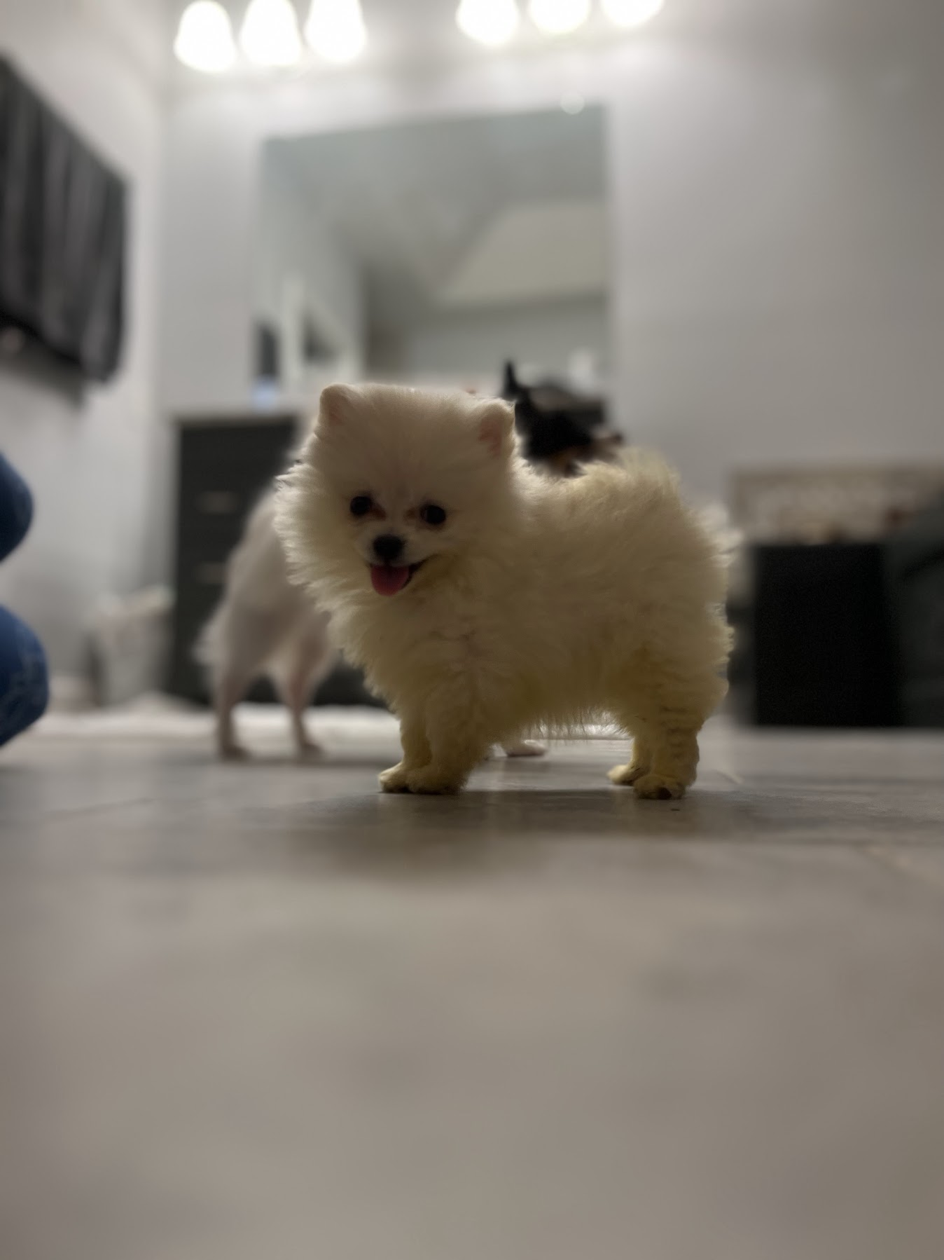 Female Pomeranian in Atlantic City, New Jersey, photo 2