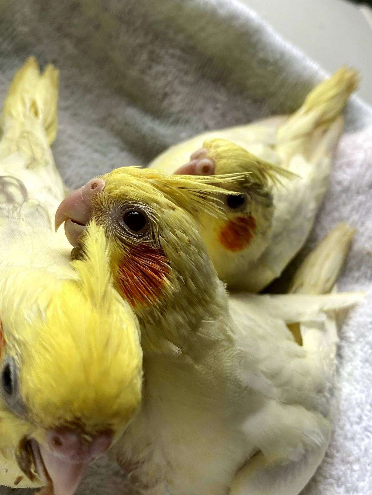 Cockatiel in London, Kentucky