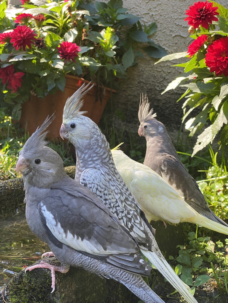 Cockatiel in London, Kentucky, photo 2