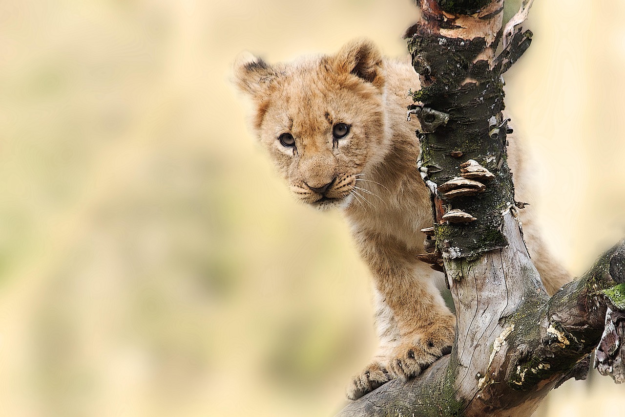 Serengeti