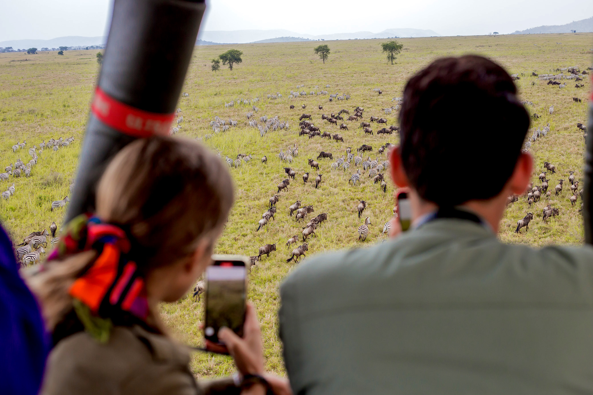 wildebeest