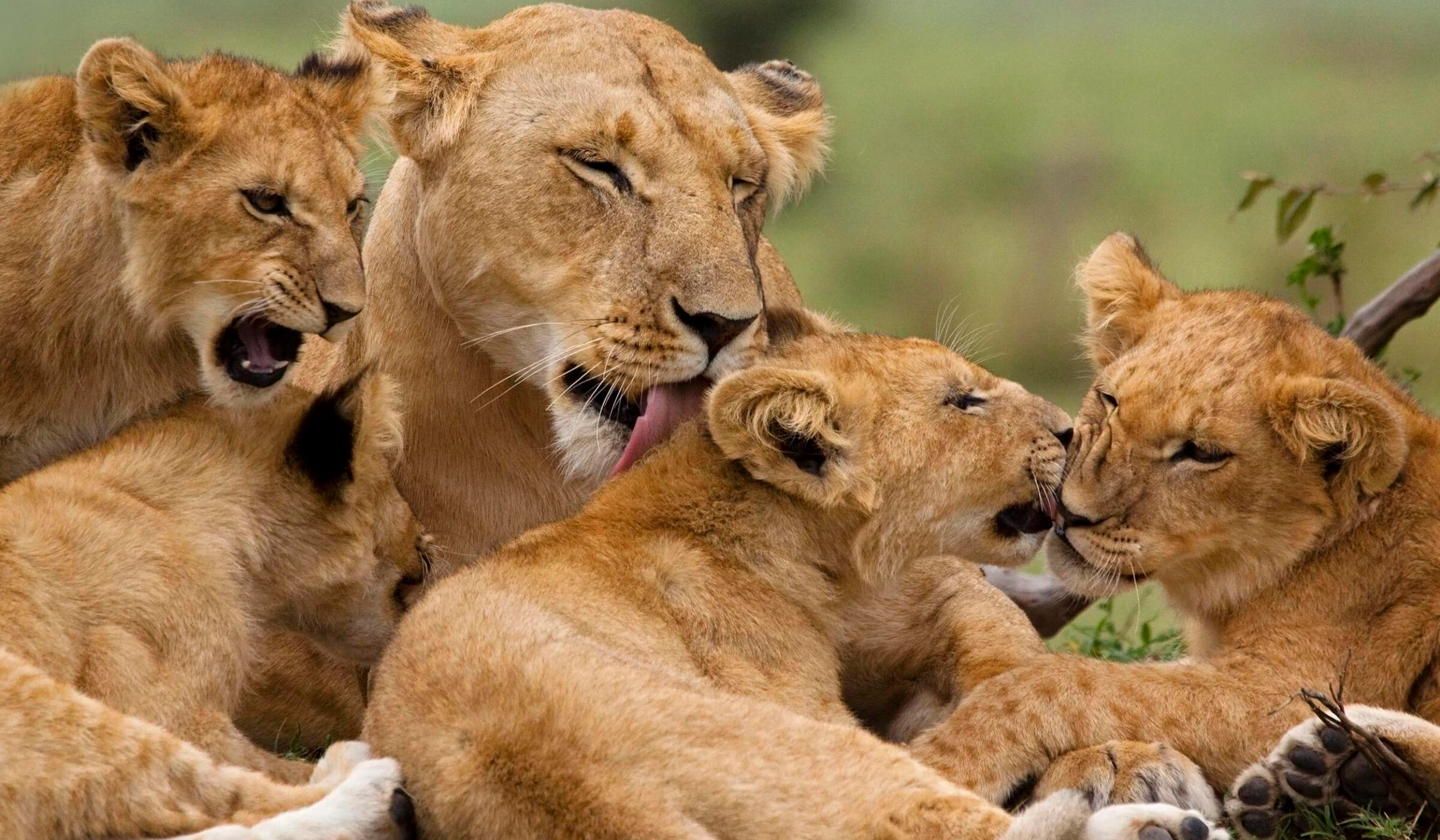 Serengeti