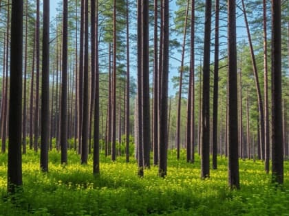 Опасный древесный гриб обнаружен в Сибири: чем он грозит лесу