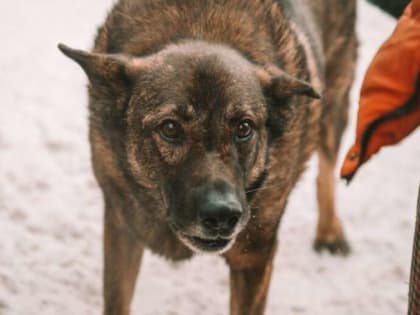 Сельская жизнь в Озерках: вызовы и перспективы