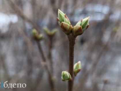 В Кузбассе вместе с природой просыпается нечто опасное