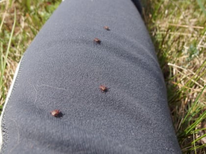 В Кузбассе в медучреждениях зафиксировано 37 случаев укусов клещей