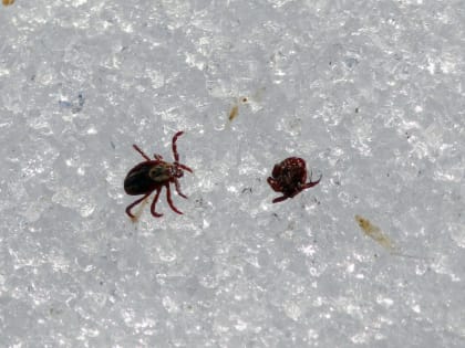 Роспотребнадзор призвал готовиться к началу сезона активности клещей