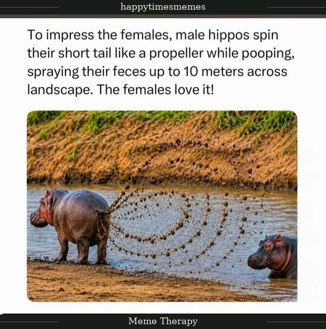 Meme 1 of 4