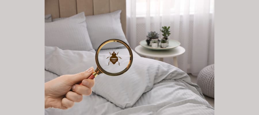 Bed Bugs Treatment