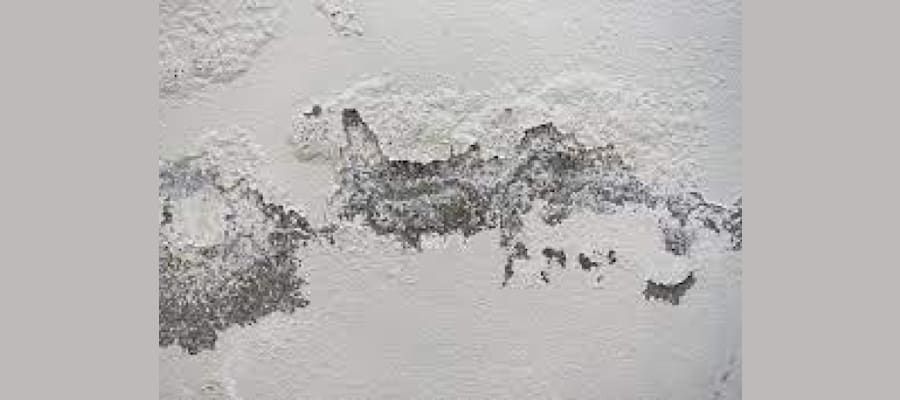 Wall Dampness