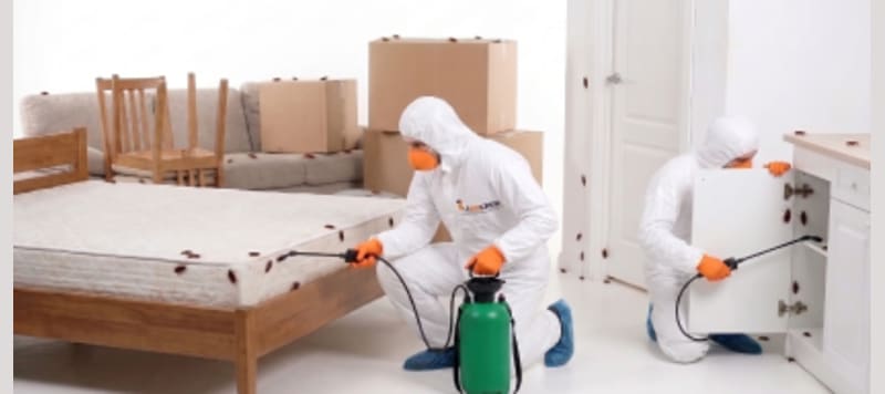 Bed Bugs Treatment