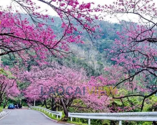 Hình ảnh thực tế bất động sản: Cho Thuê Biệt Thự Nghỉ Dưỡng 8 Phòng View Trọn Biển Mây Thung Lũng Tả Van Sa Pa: Thích Hợp Vận Hành Glamping