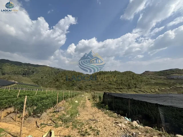 Đất nền 8.500m², giá 500k/m², Sổ hồng sang tên, view hồ 30ha, vị trí Thôn Phìn Hồ, xã Y Tý - Cơ hội đầu tư hiếm