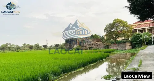 Quy định mới về chuyển đổi đất trồng lúa sang đất trồng cây lâu năm tại Lào Cai