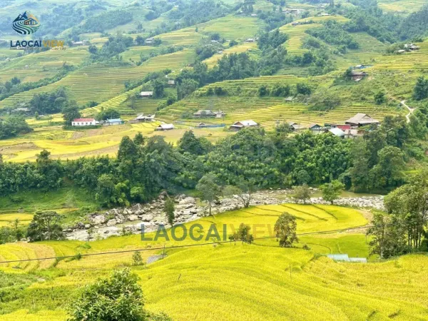 Ngày Mùa Rộn Ràng Trên Thung Lũng Mường Hoa – Sa Pa: Bức Tranh Mùa Vàng Tây Bắc Đẹp Say Đắm Lòng Người