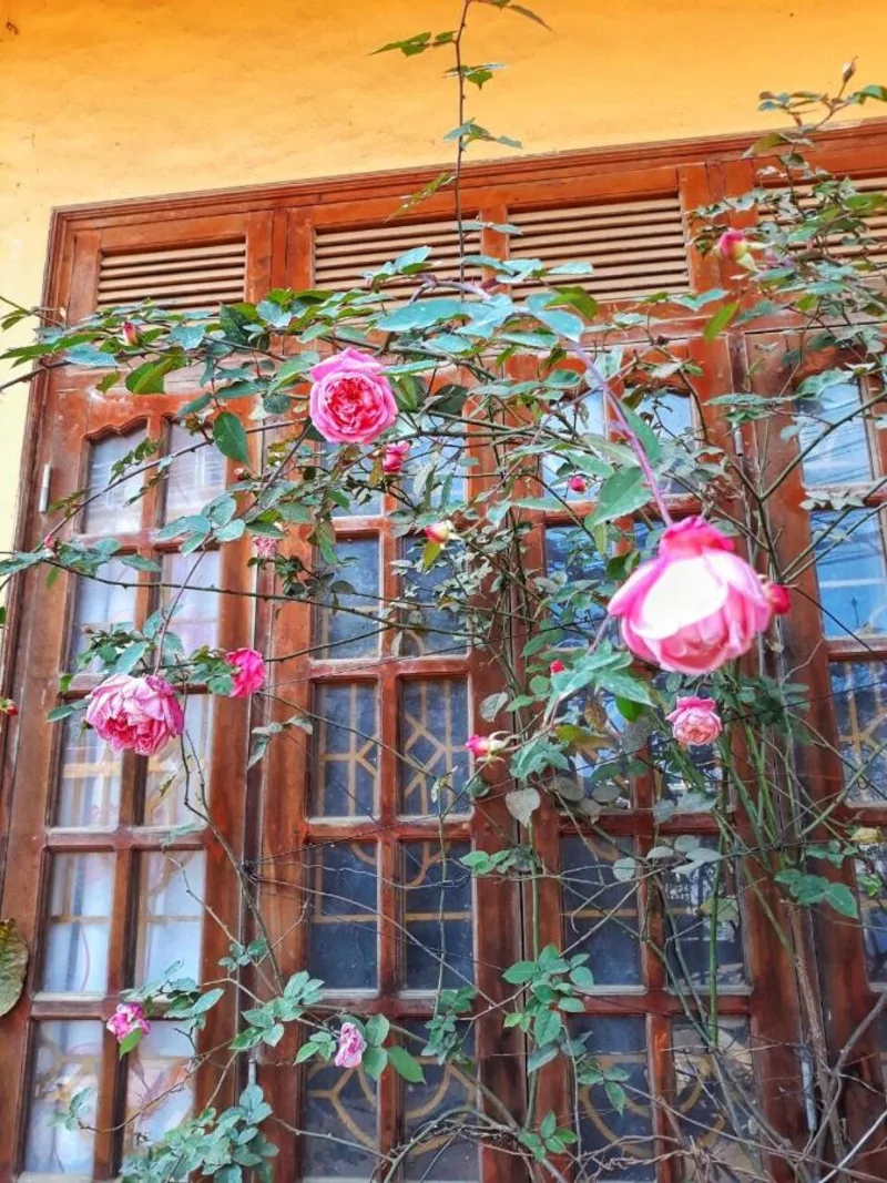 Thanh Ha Homestay Sapa - Ảnh 11