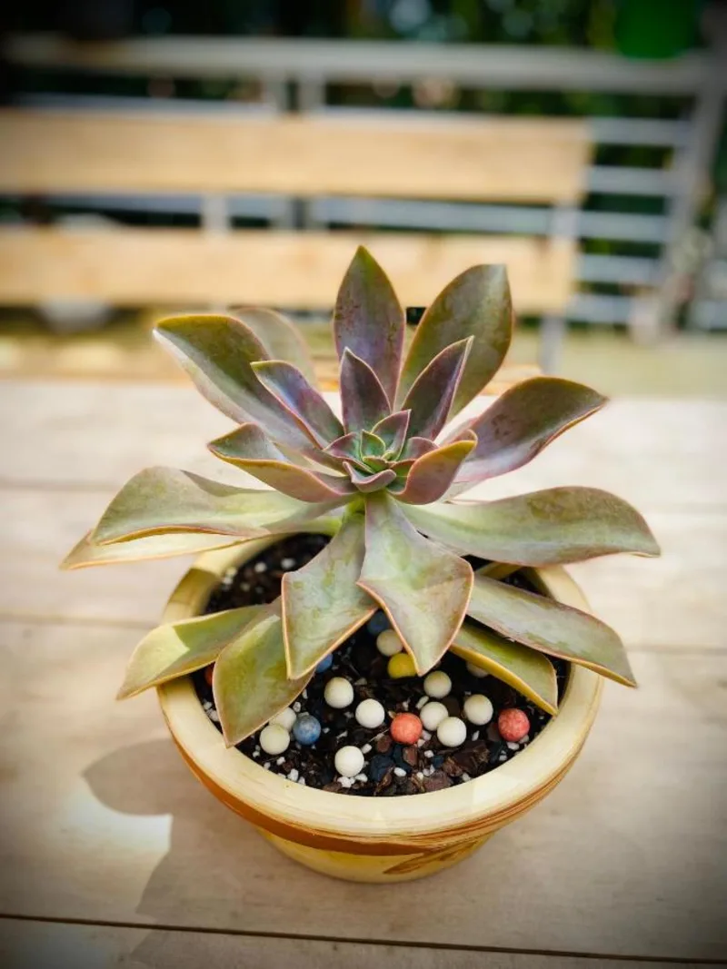 Sapa Succulent Garden Homestay - Vườn Sen Đá Homestay - Ảnh 6