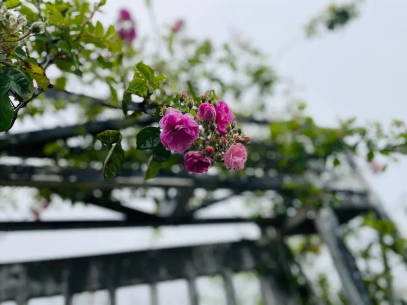 Khói Garden, Coffee and Homestay - Ảnh 2