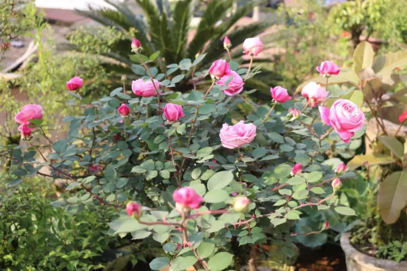 Sapa Garden Hotel - Ảnh 14