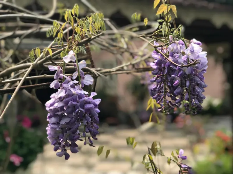 Sapa Garden Bed and Breakfast - Ảnh 15