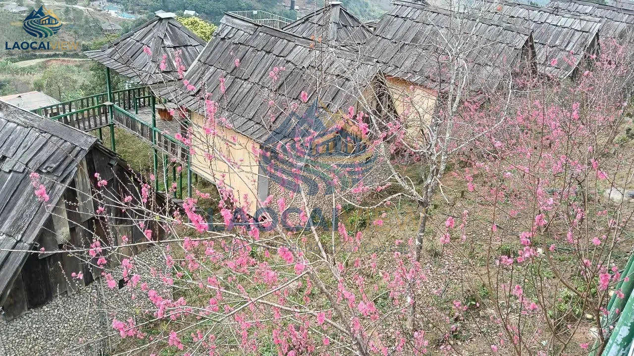 Ảnh 2