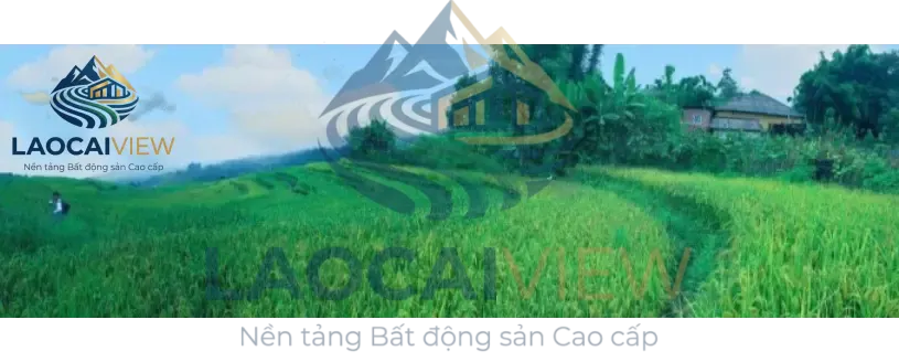 Ảnh 5