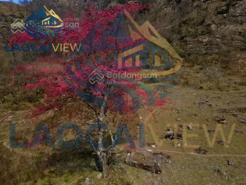 Đất Đô Thị 5.000m² Gần Cây Đào Cổ Thụ, Mặt Tiền 12m Đường Trekking Lảo Thẩn - Giá 1,25 Tỷ, Sa Pa, Lào Cai