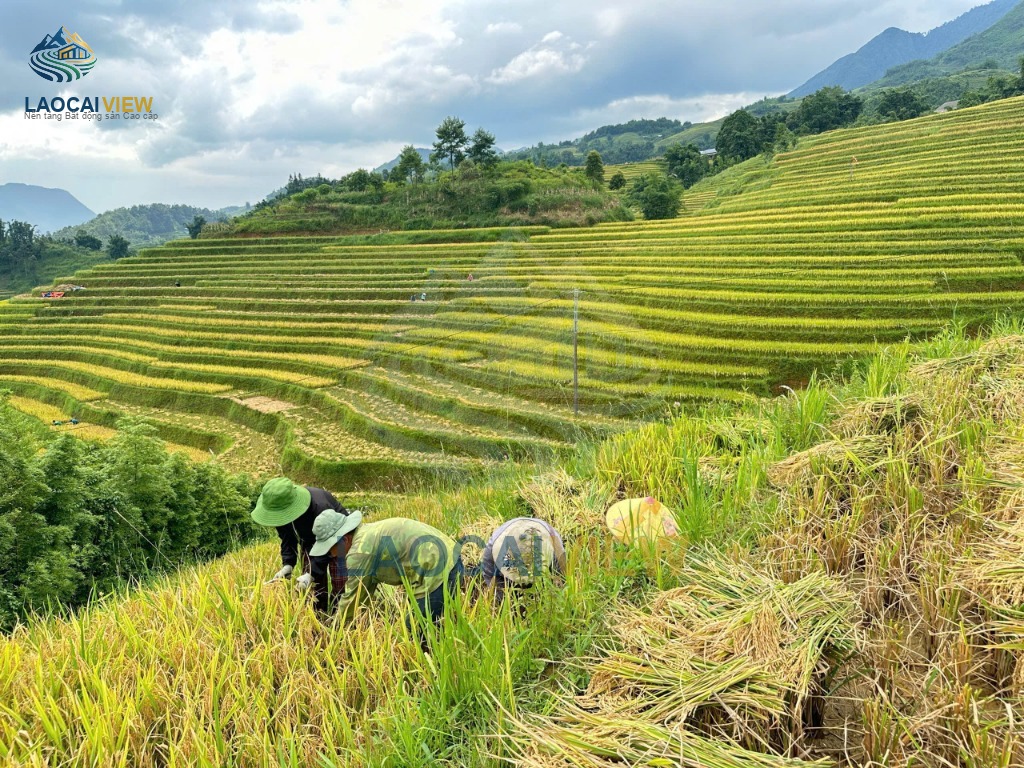 Đồng bào người Mông Dao thoăn thoắt thu hoạch lúa trên ruộng bậc thang Mường Hoa