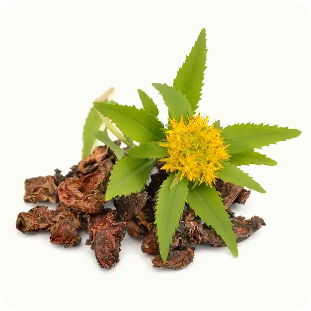 Rhodiola rosea