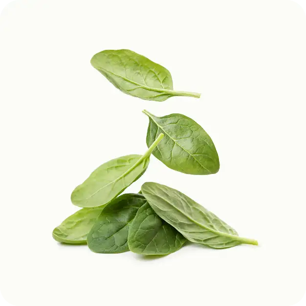 Espinaca