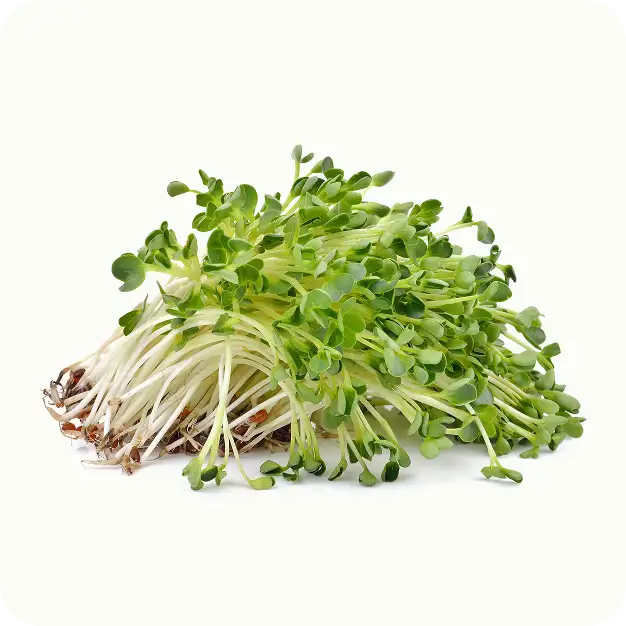 Alfalfa