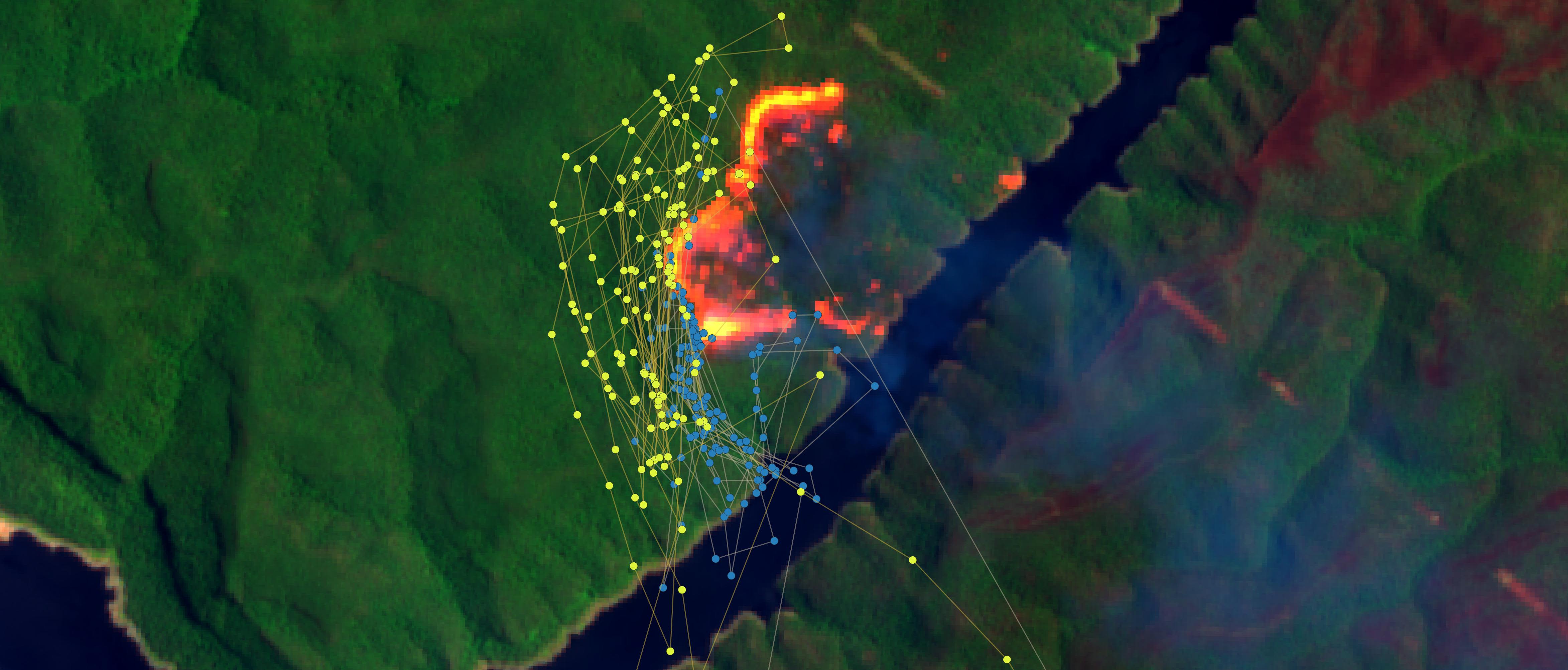 Fig.9 - Sentinel-2A from the 31.12.2019 00:06:06 UTC with flight paths of two helicopters the P2-CHY (blue points) and N247AC (yellow points).