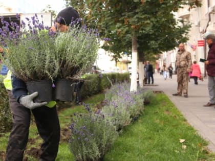 Ростовские власти рассказали, когда лавандовые кусты вернутся на Большую Садовую