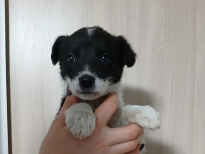 Волгодонск, время добра: поможем бездомным животным!