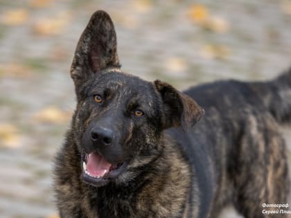 Приют для собак в Таганроге построят за внебюджетные средства