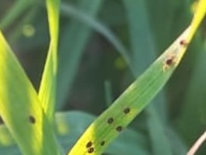 Донским аграриям следует обратить внимание на зернового клеща