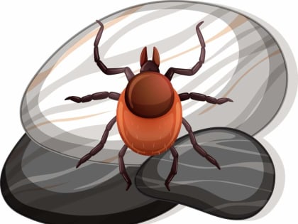 Как защититься от укусов клещей