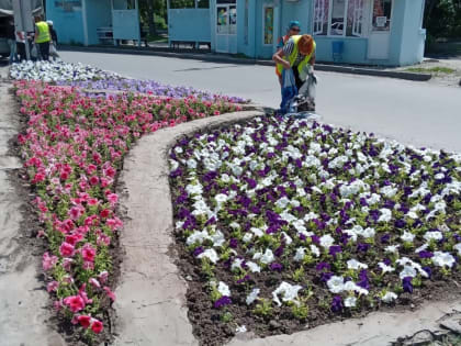 В Таганроге проведут «инвентаризацию» цветов на клумбах