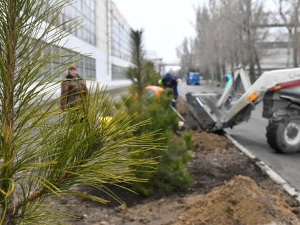 ТАГМЕТ подвел итоги годовой программы озеленения города и предприятия